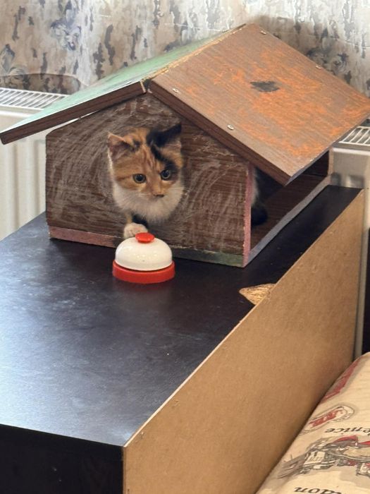 Котенце  Мая на 6 месеца.