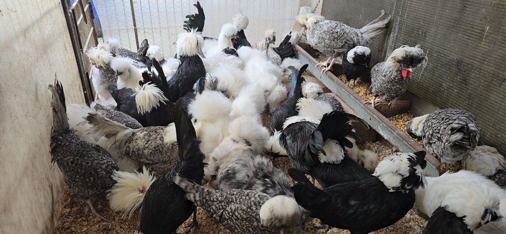 Motata olandeza și matase japoneză