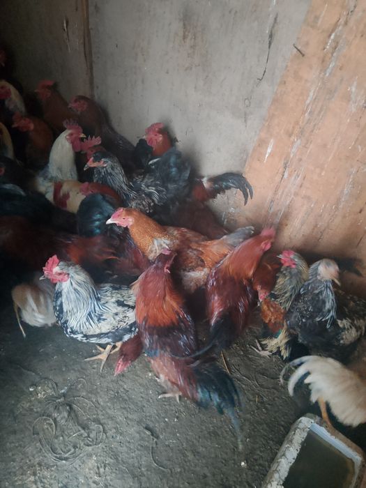 Осы тауыктар сатылады