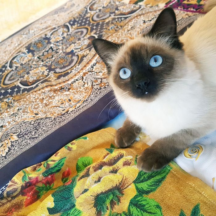 Siyamskaya mushukchasi