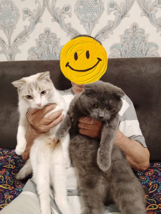 Зотдор мушуклар сотилади