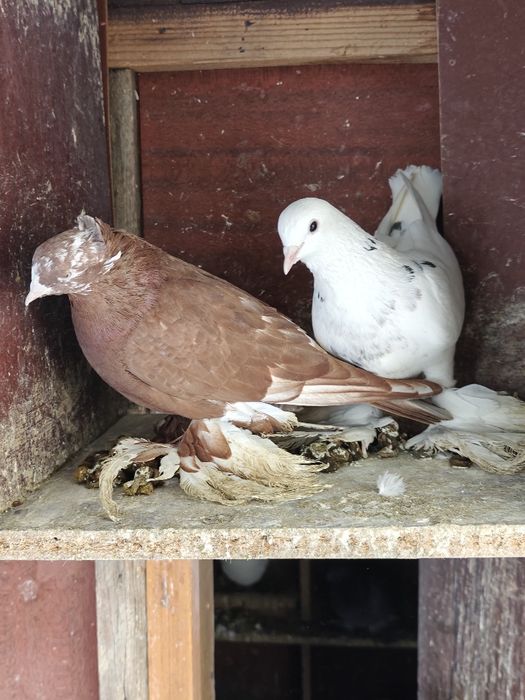 Продам голубей домашних