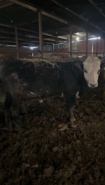 Бычки на откорме 10 голов