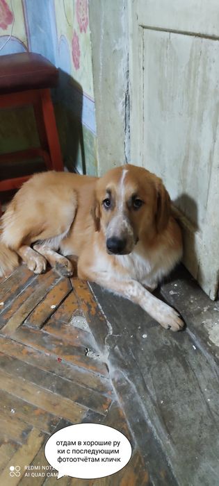 Собака алабай с охотничьей порода