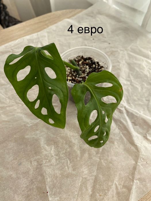 Монстера Манки Маск