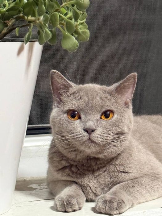 Продаётся кошка Британской породы