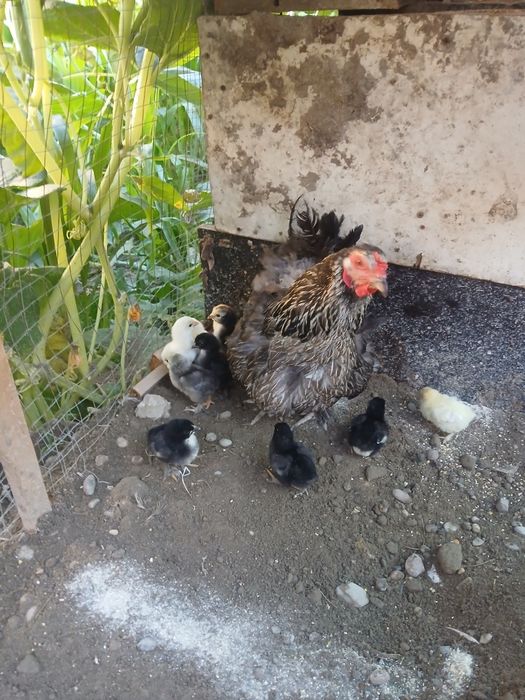 Tovug' bolalari bilan sotiladi 11 ta bolasi bor narxi 500 ming