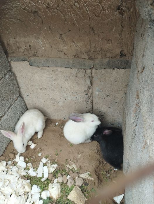 1kg 70 min soʻyippamberamiz Toza zotli kici kota 4kg gacha quyonlar so