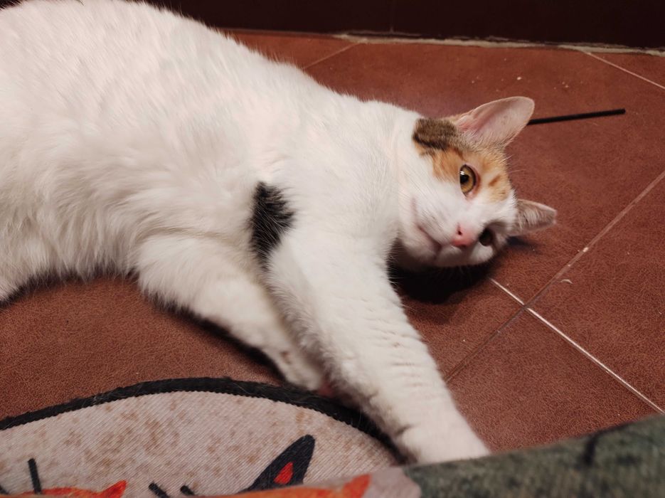 Осинови коте Пуканка