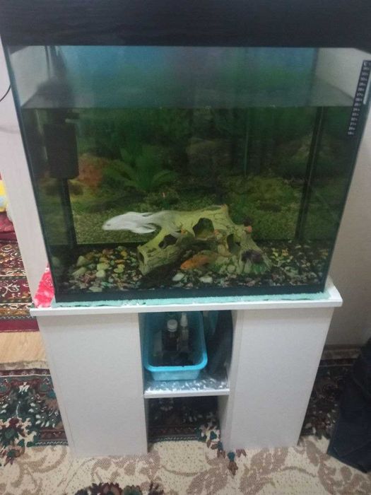 Аквариум со шкафчикои в низу