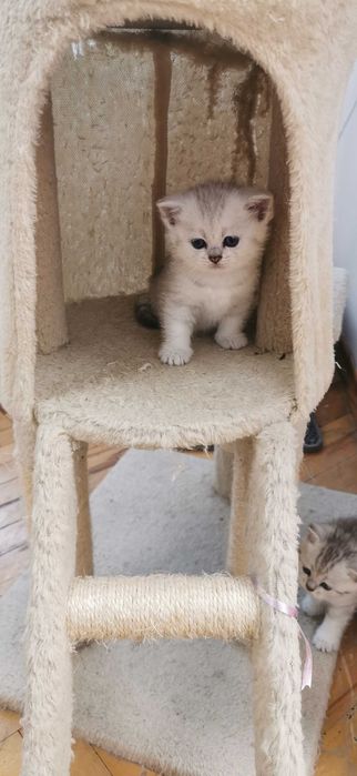 Британска сребърна чинчила