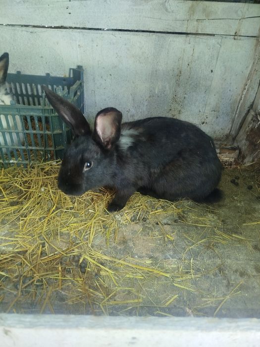 Куёнимиз сотилади