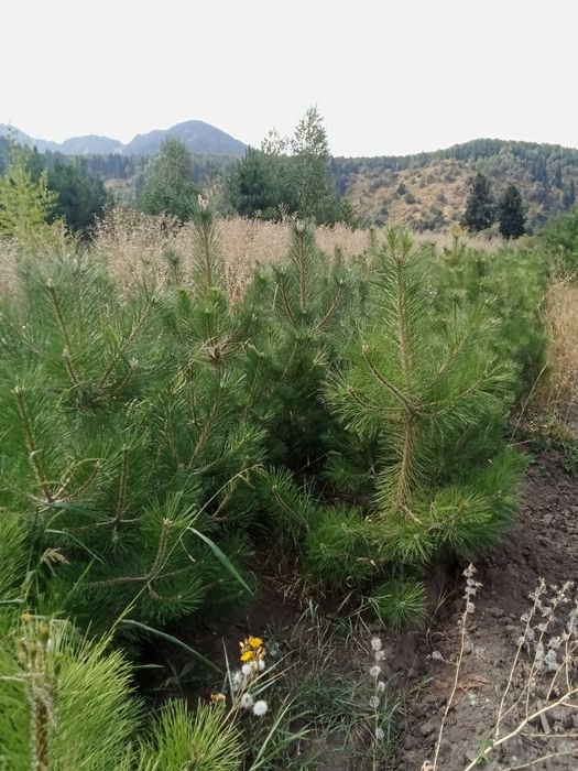 Сосна крымская 1,5-1,8 метра