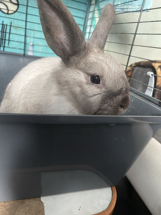 Кролик декоративный