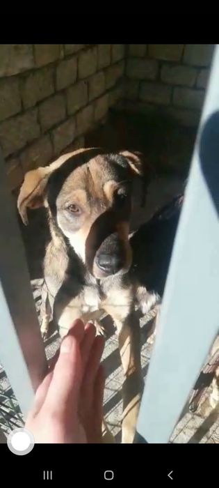 Отдам шикарных щенков