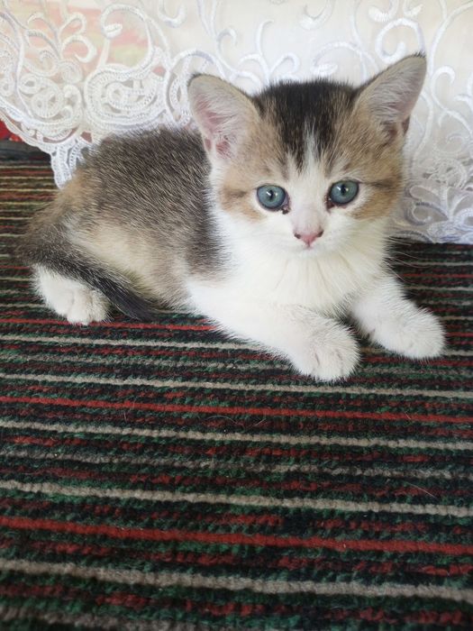 Shatlanskiy Skotsh strayt