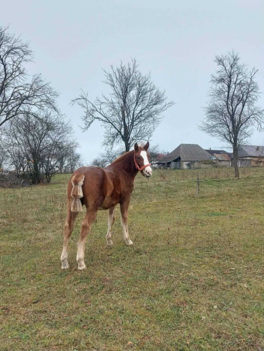 Cai salaj cehu silvaniei