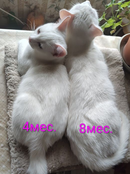 Персийска чинчила, 5 мес, снежно бяла