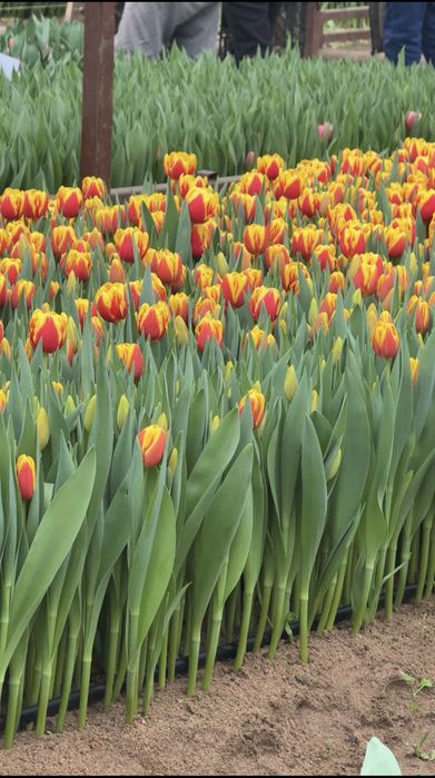 Тюльпаны оптом на 8 марта