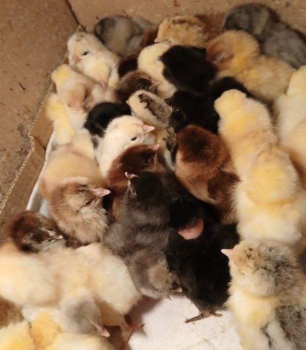 Суточные Домашние цыплята