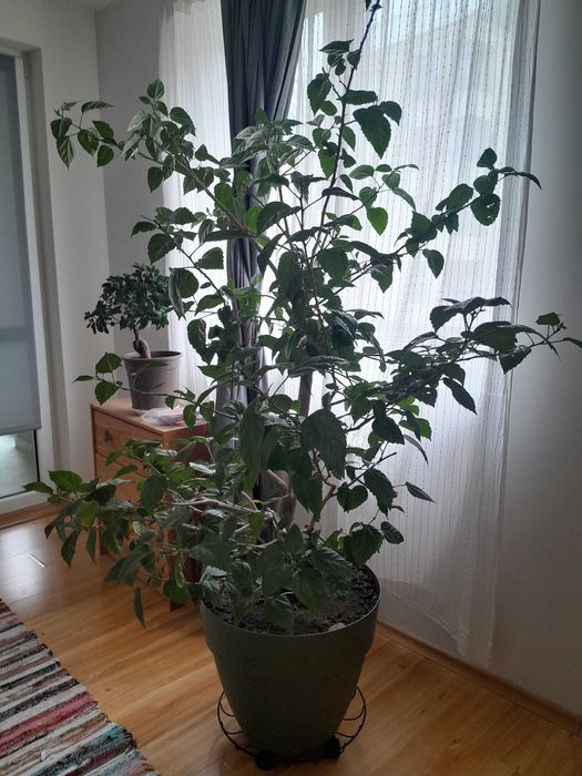 Хибискус/ китайска роза, тъмно цикламен