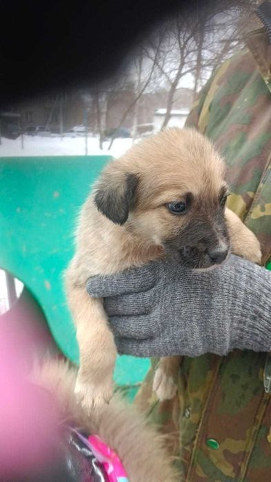 Отдам щенков в добрые руки