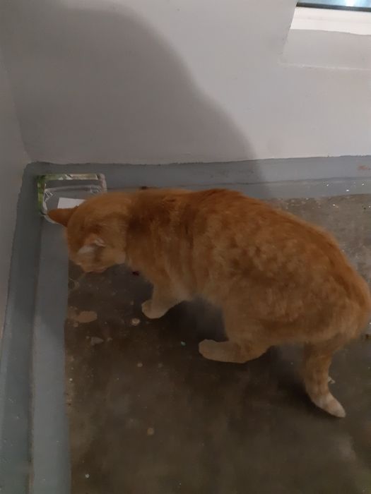 Найден рыжий кот, кастрирован