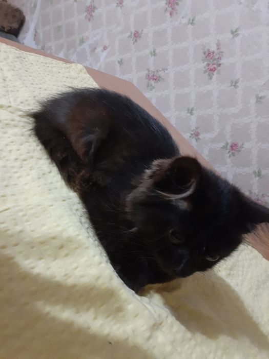 Отдам котенка в добрые ручки!