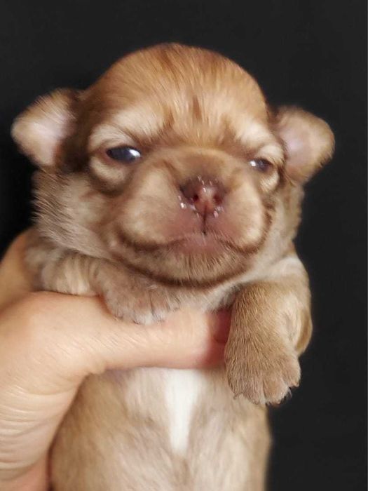 Продаю щенков чихуахуа