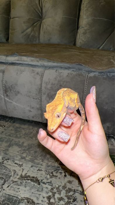 Gecko crestat/crested gecko juvenil