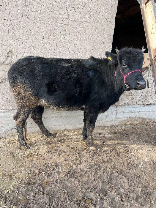 Gonojun 3 oylik bug'oz