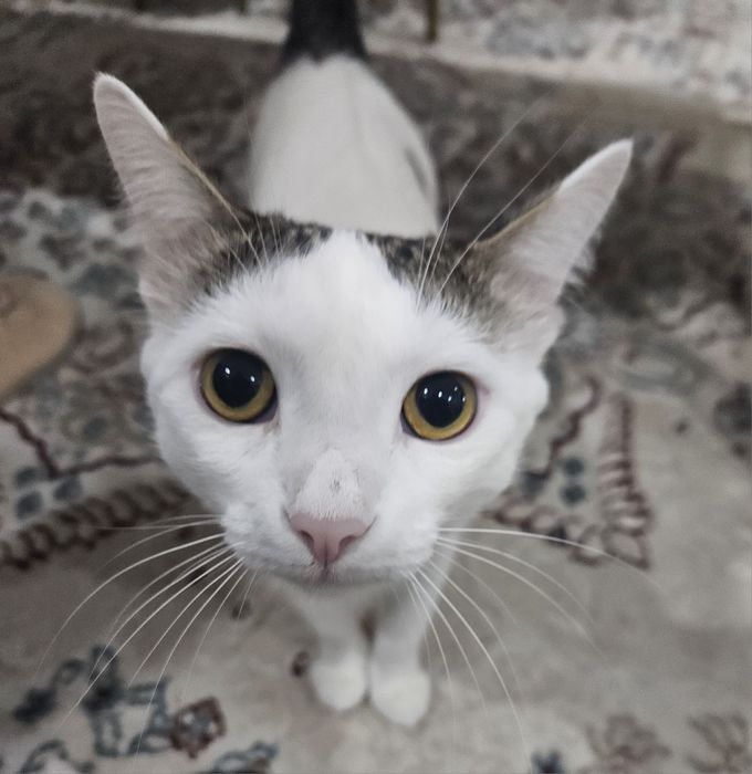 Турецкий ван кошка бесплатно.