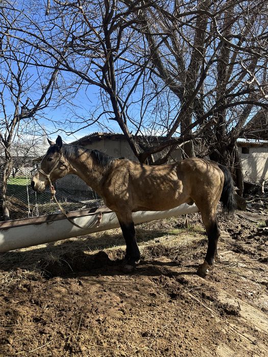 Ат сатылады 7 жасам