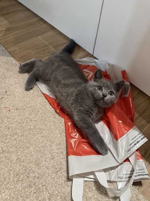 Британска късокосместа котка - мъжка