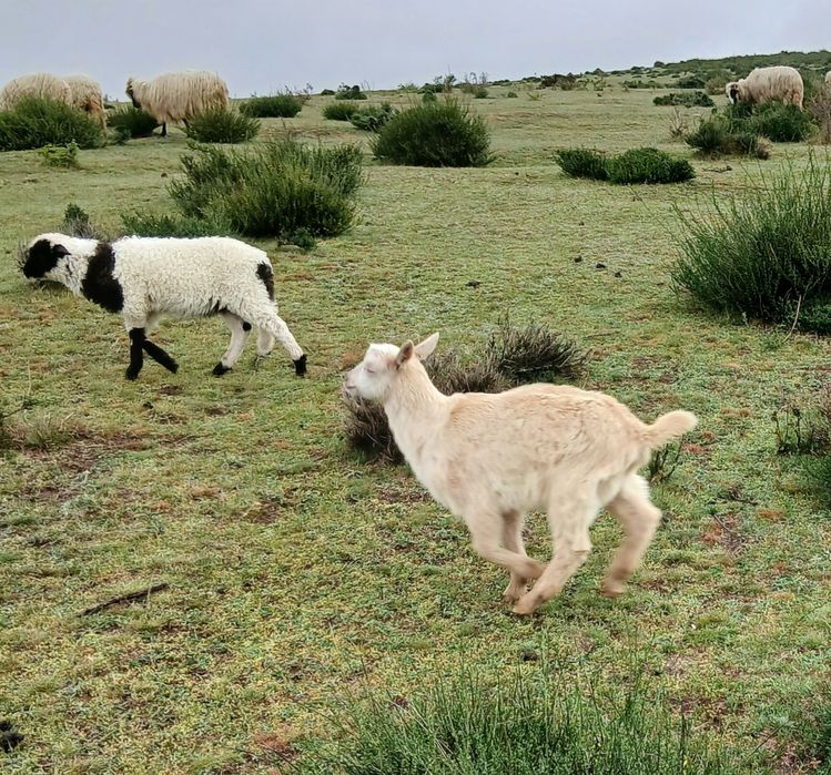 Vând o iada din primăvară și un tapuc.