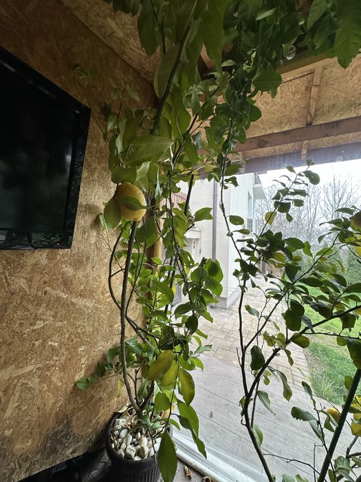 Лимонови дръвчета лимоново дърво лимон