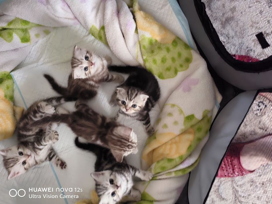 Продам Шотландских котят