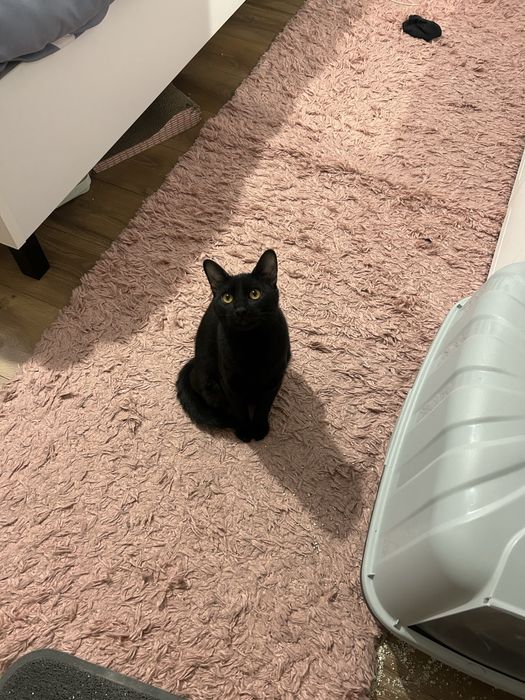 Dau spre adoptie pisici