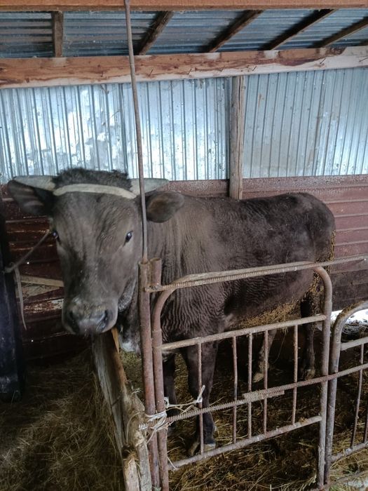 Полтора годовалый бык