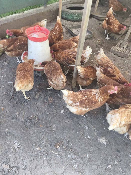 Продавам 20 бр. кокошки носачки на възраст 8-12 м.