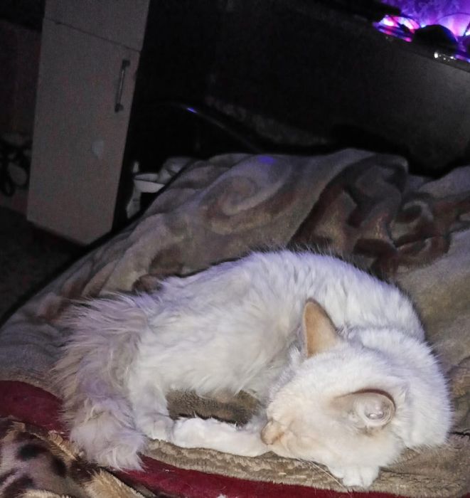 Кот мальчик полтора года