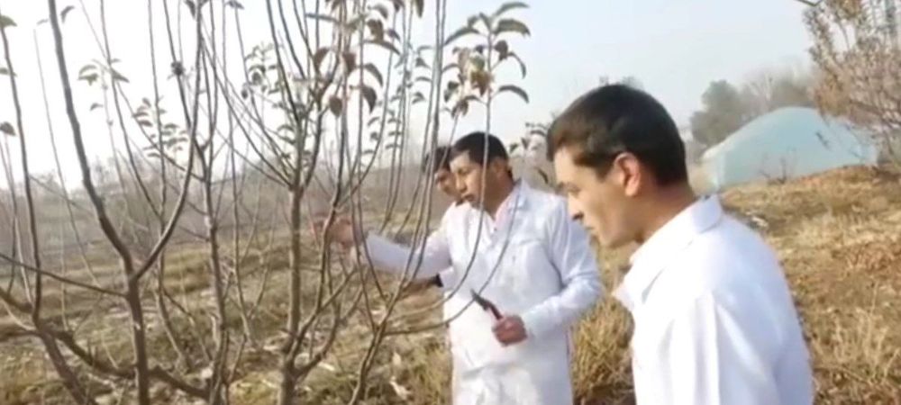 Daraxt kesish abrezka agranom