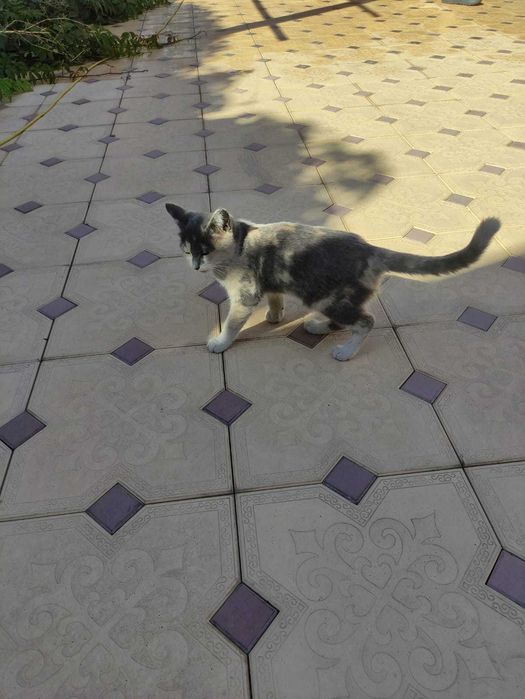 отдам котят в хорошие руки