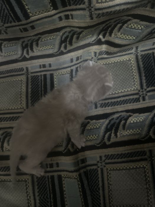 Отдам котят в хорошие руки