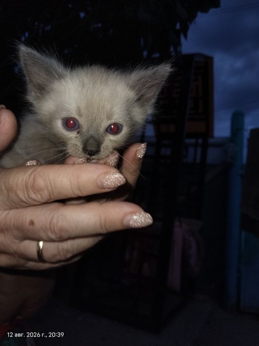 Отдам котят в добрые руки