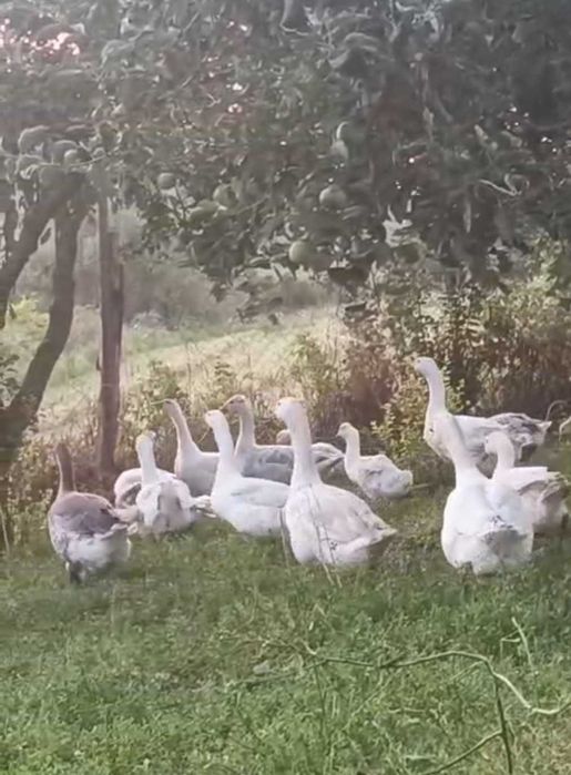 De vanzare bibilici, rațe mulard si gaste mature sau tinere(din acest an)