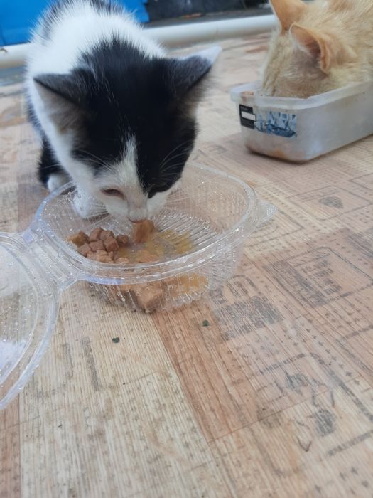 Отдам котенка бесплатно
