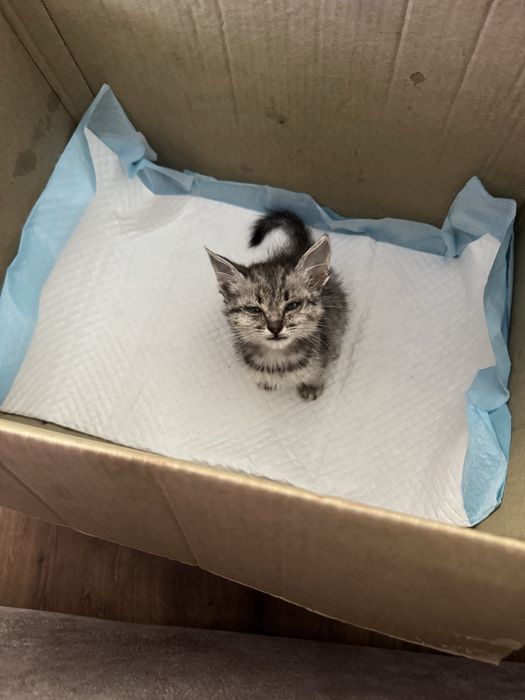 Котенок, бесплатно