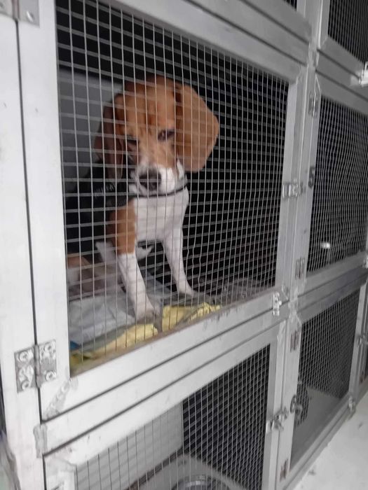 transport animale de conpanie romania spania