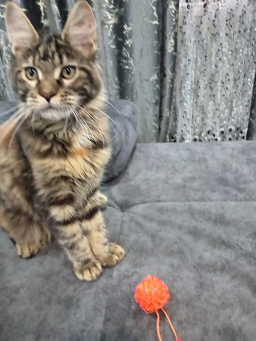 Продам котят мейн-куна!